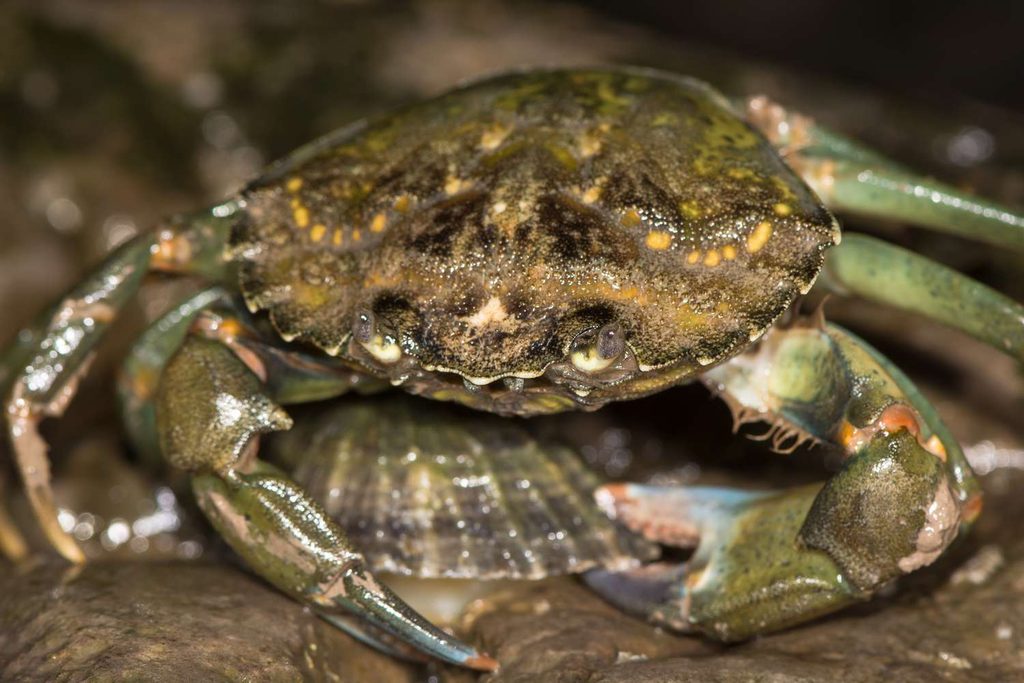 Blog green shore crab attacking limpet 502804916 7372a7a9691249c39e128ebebb0420da